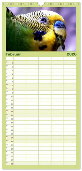 Produktbild: Familienplaner 2026 - Wellensittiche mit 5 Spalten (Wandkalender, 21 x 45 cm) CALVENDO