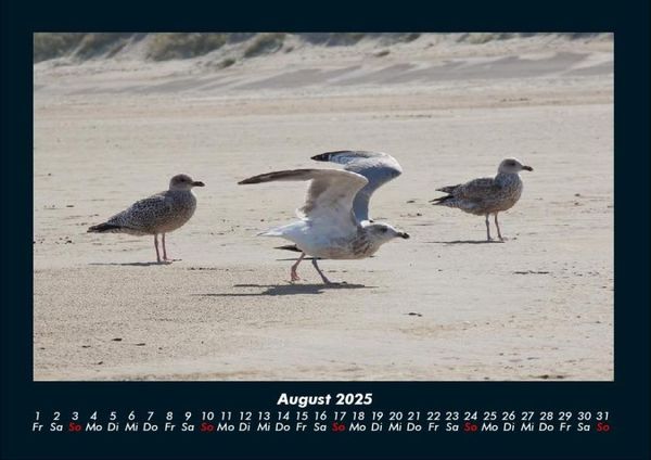 Produktbild: M&ouml;wen 2025 Fotokalender DIN A4