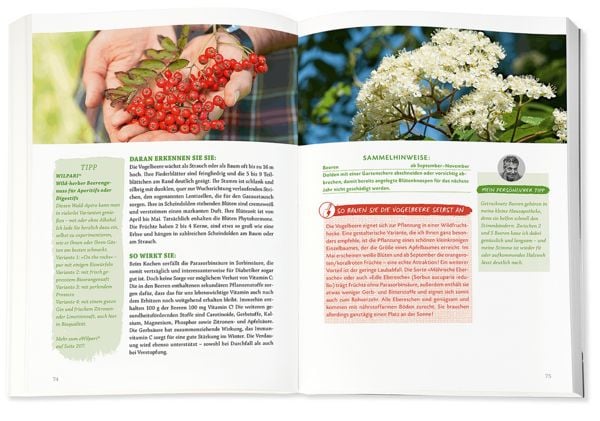 Produktbild: Die Wildpflanzen-Apotheke