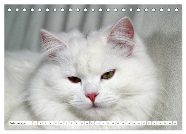 Produktbild: Die Perserkatze - Farbschlag Wei&szlig; (Tischkalender 2026 DIN A5 quer), CALVENDO Monatskalender