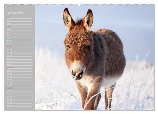 Produktbild: Kleiner Esel. Boldewyn mit seinen Freunden (Wandkalender 2026 DIN A2 quer), CALVENDO Monatskalender