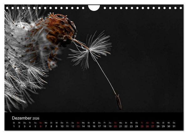 Produktbild: schwarz/wei&szlig; trifft farbe (Wandkalender 2026 DIN A4 quer), CALVENDO Monatskalender