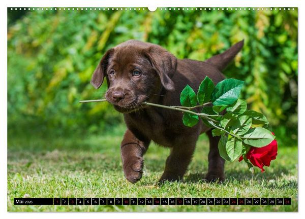 Produktbild: Labrador Retriever - ein Herz auf 4 Pfoten (hochwertiger Premium Wandkalender 2026 DIN A2 quer), Kunstdruck in Hochglanz