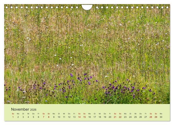 Produktbild: Wilde Blumen - ein Spaziergang durch die Natur (Wandkalender 2026 DIN A4 quer), CALVENDO Monatskalender