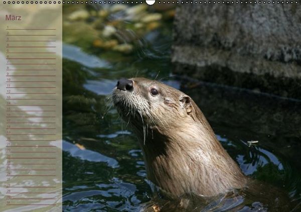 Produktbild: Fischotter Geburtstagskalender (Wandkalender immerw&auml;hrend DIN A2 quer)