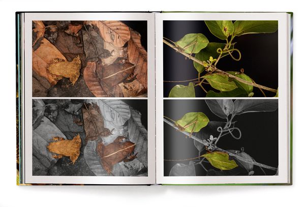 Produktbild: Jungle Spirits