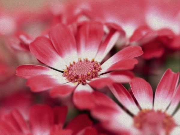 Produktbild: CALVENDO Puzzle Ein Motiv aus dem Kalender Florale Sch&ouml;nheiten | 1000 Teile Lege-Gr&ouml;&szlig;e 64x48cm Foto-Puzzle f&uuml;r gl&uuml;ckliche Stunden