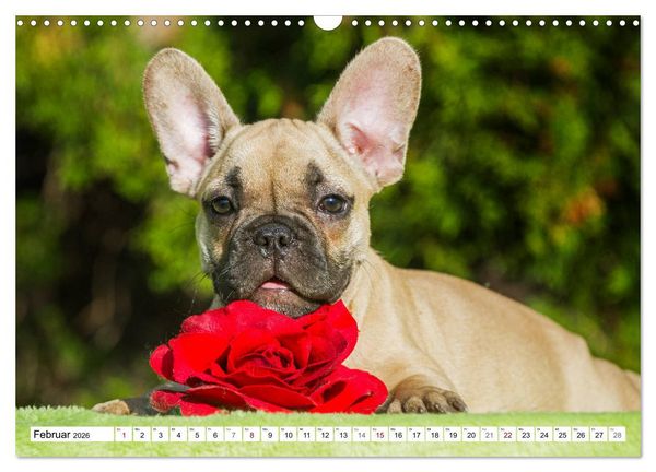 Produktbild: Kleiner Kobold Franz&ouml;sische Bulldogge (Wandkalender 2026 DIN A3 quer), CALVENDO Monatskalender
