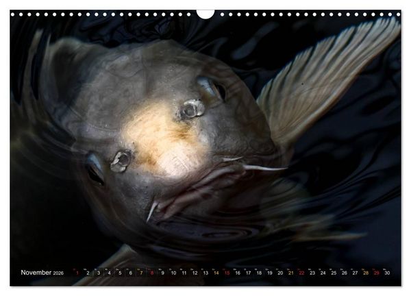 Produktbild: Nishikigoi &ndash; Koikarpfen in ihrer Welt (Wandkalender 2026 DIN A3 quer), CALVENDO Monatskalender