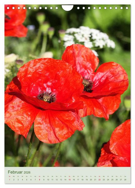 Produktbild: Mohn im Feld (Wandkalender 2026 DIN A4 hoch), CALVENDO Monatskalender