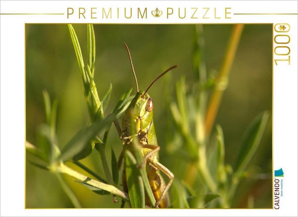 CALVENDO Puzzle Gemeiner Grashüpfer | 1000 Teile Lege-Größe 64x48cm Foto-Puzzle für glückliche Stunden