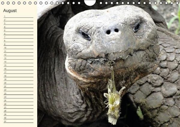 Produktbild: Gal&aacute;pagos Geburtstagskalender (Wandkalender immerw&auml;hrend DIN A4 quer)