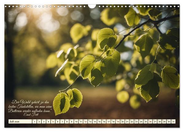 Produktbild: Waldbaden - Shinrin Yoku (Wandkalender 2026 DIN A3 quer), CALVENDO Monatskalender
