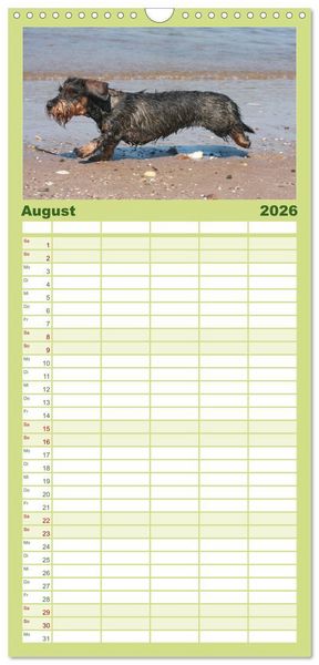 Produktbild: Familienplaner 2026 - Liebenswerte Rabauken - Rauhaardackel mit 5 Spalten (Wandkalender, 21 x 45 cm) CALVENDO