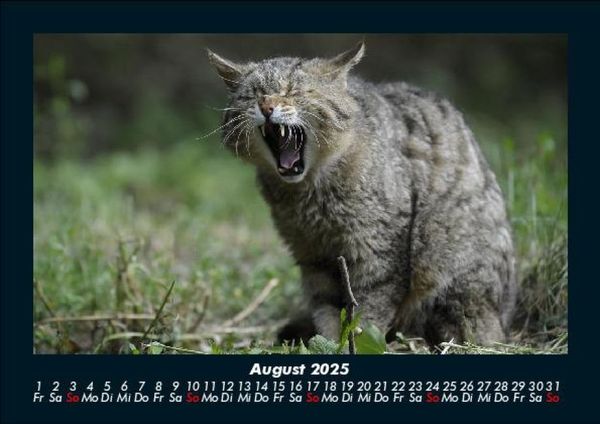 Produktbild: F&uuml;r Katzenfreunde 2025 Fotokalender DIN A5