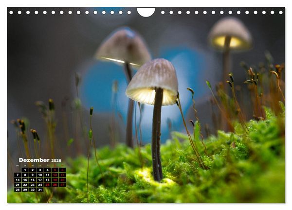 Produktbild: Pilzmagie (Wandkalender 2026 DIN A4 quer), CALVENDO Monatskalender