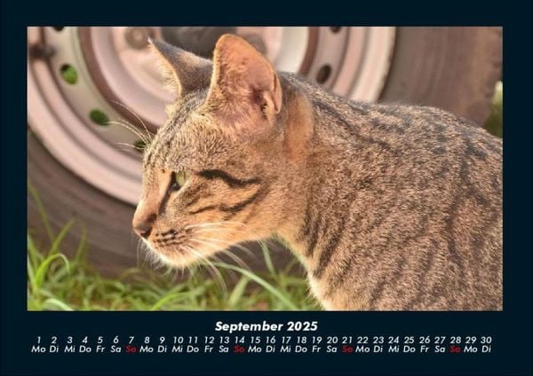 Produktbild: F&uuml;r Katzenfreunde 2025 Fotokalender DIN A4