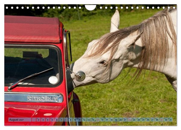 Produktbild: Lustiger Schimmel - ein Pferd mit Humor (Wandkalender 2027 DIN A4 quer), CALVENDO Monatskalender