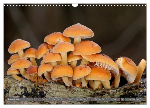 Produktbild: PILZE IM WALD (Wandkalender 2026 DIN A3 quer), CALVENDO Monatskalender