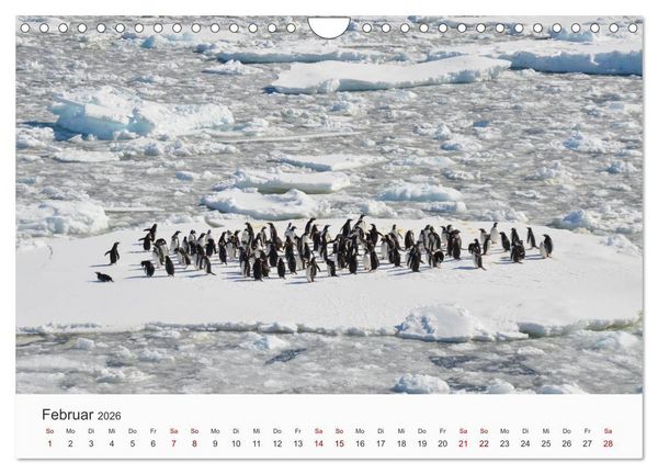 Produktbild: Pinguine - Die sympathischen Frack-Tr&auml;ger (Wandkalender 2026 DIN A4 quer), CALVENDO Monatskalender