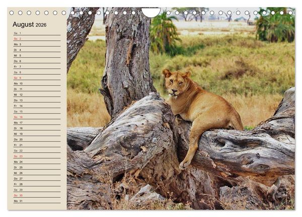 Produktbild: L&ouml;wen. Majest&auml;tische Kraft (Wandkalender 2026 DIN A4 quer), CALVENDO Monatskalender