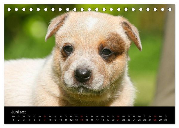 Produktbild: Australian Cattle Dog Welpen (Tischkalender 2026 DIN A5 quer), CALVENDO Monatskalender