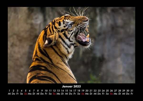 Produktbild: Tiere in der Wildnis 2025 Fotokalender DIN A3