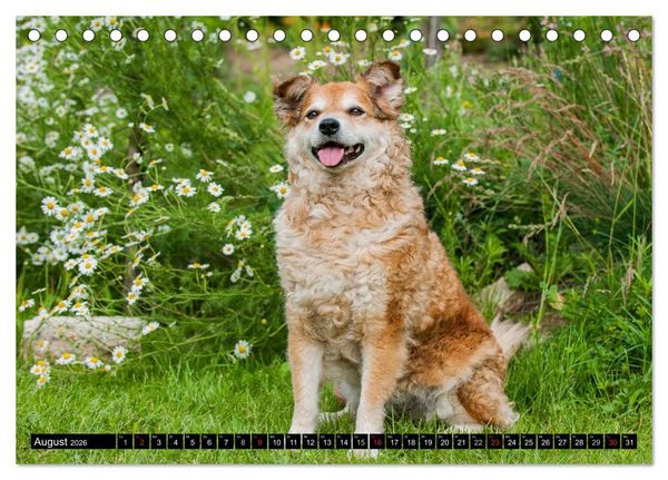 Produktbild: Altdeutsche H&uuml;tehunde - Fast vergessen (Tischkalender 2026 DIN A5 quer), CALVENDO Monatskalender