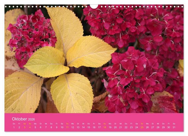 Produktbild: Hortensien Bl&uuml;hen und Vergehen (Wandkalender 2026 DIN A3 quer), CALVENDO Monatskalender
