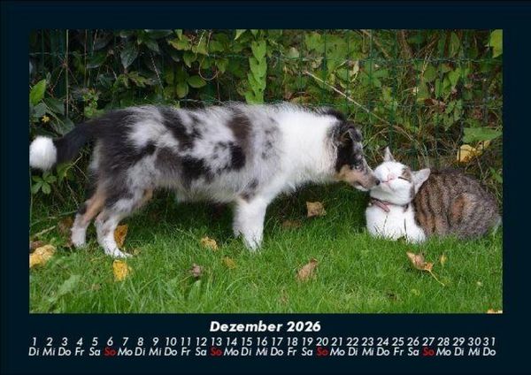 Produktbild: F&uuml;r Katzenfreunde 2026 Fotokalender DIN A5