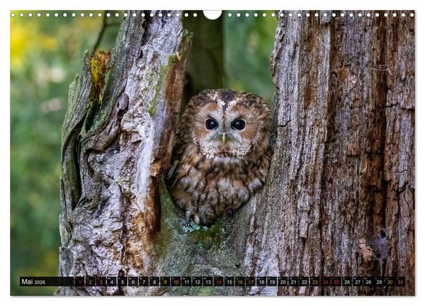 Produktbild: Eulen - Fl&uuml;gel der Nacht (Wandkalender 2026 DIN A3 quer), CALVENDO Monatskalender