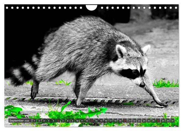 Produktbild: Besuch vom Waschb&auml;r (Wandkalender 2026 DIN A4 quer), CALVENDO Monatskalender