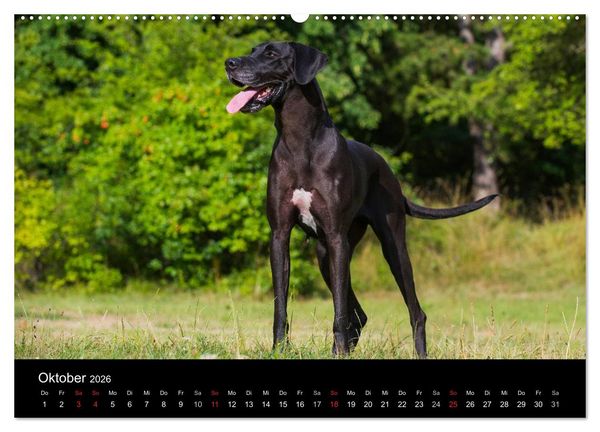Produktbild: Deutsche Dogge 2026 (hochwertiger Premium Wandkalender 2026 DIN A2 quer), Kunstdruck in Hochglanz