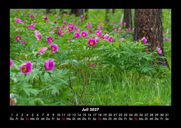 Produktbild: Blumentr&auml;ume 2027 Fotokalender DIN A3
