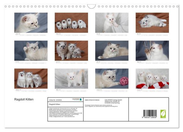 Produktbild: Ragdoll Kitten (Wandkalender 2026 DIN A3 quer), CALVENDO Monatskalender