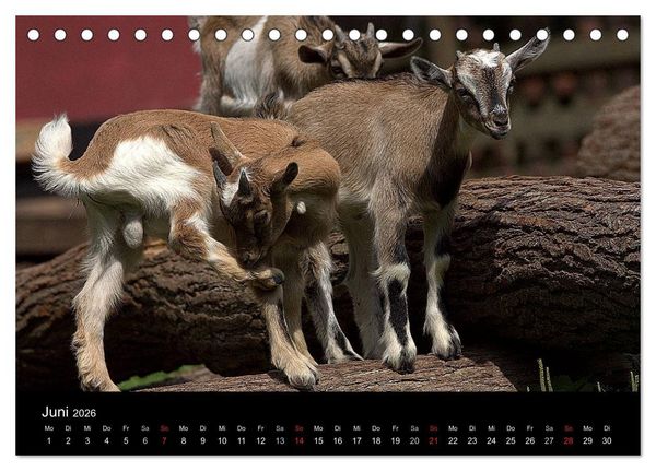 Produktbild: Zwergziegen (Tischkalender 2026 DIN A5 quer), CALVENDO Monatskalender