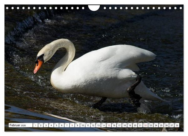 Produktbild: Elegante Schw&auml;ne (Wandkalender 2026 DIN A4 quer), CALVENDO Monatskalender