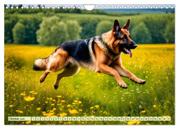 Produktbild: Deutscher Sch&auml;ferhund - Inbegriff der Treue (Wandkalender 2026 DIN A4 quer), CALVENDO Monatskalender