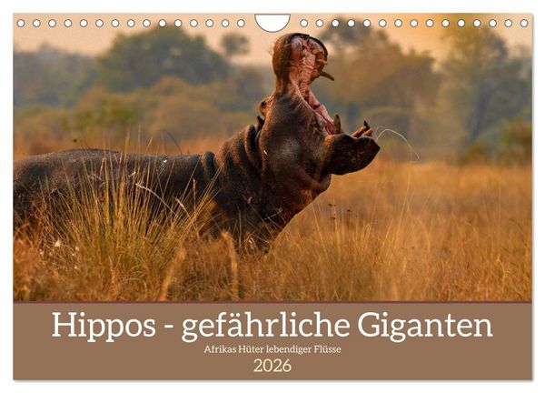 Hippos - Gefährliche Giganten (Wandkalender 2026 DIN A4 quer), CALVENDO Monatskalender