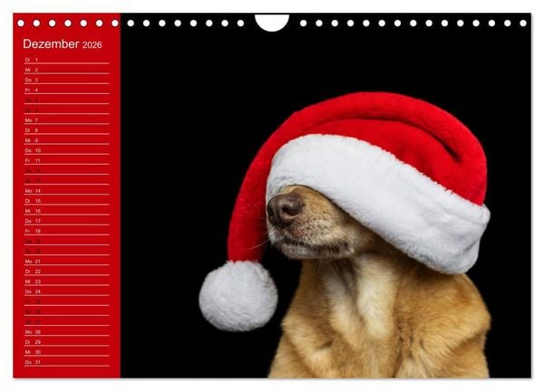 Produktbild: Hunde im Fokus (Wandkalender 2026 DIN A4 quer), CALVENDO Monatskalender