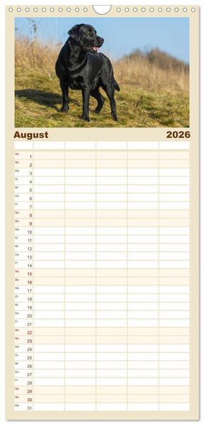 Produktbild: Familienplaner 2026 - Labrador Retriever - Freunde f&uuml;r&acute;s Leben mit 5 Spalten (Wandkalender, 21 x 45 cm) CALVENDO
