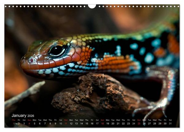 Produktbild: Reptiles Colorful beauties (Wall Calendar 2026 DIN A3 landscape), CALVENDO 12 Month Wall Calendar