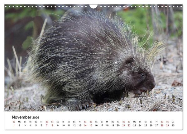 Produktbild: Alaska und West-Kanada (Wandkalender 2026 DIN A3 quer), CALVENDO Monatskalender