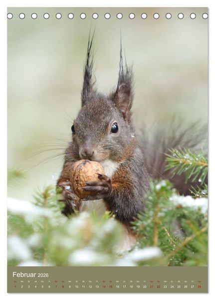 Produktbild: Eichh&ouml;rnchen - zauberhafte Waldbewohner (Tischkalender 2026 DIN A5 hoch), CALVENDO Monatskalender