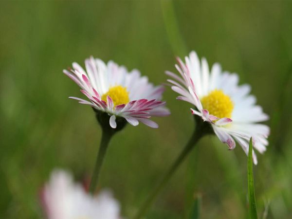Produktbild: CALVENDO Puzzle kleine G&auml;nsebl&uuml;mchen ganz gro&szlig; | 1000 Teile Lege-Gr&ouml;&szlig;e 64x48cm Foto-Puzzle f&uuml;r gl&uuml;ckliche Stunden