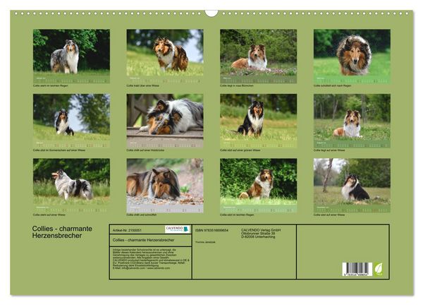Produktbild: Collies - charmante Herzensbrecher (Wandkalender 2026 DIN A2 quer), CALVENDO Monatskalender