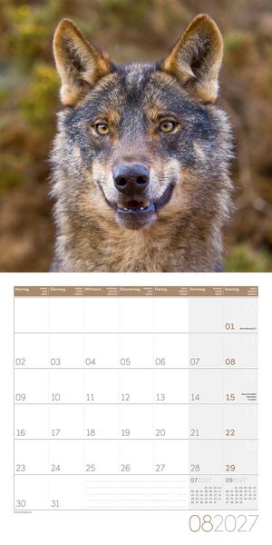 Produktbild: W&ouml;lfe Kalender 2027 - 30x30 - Art12