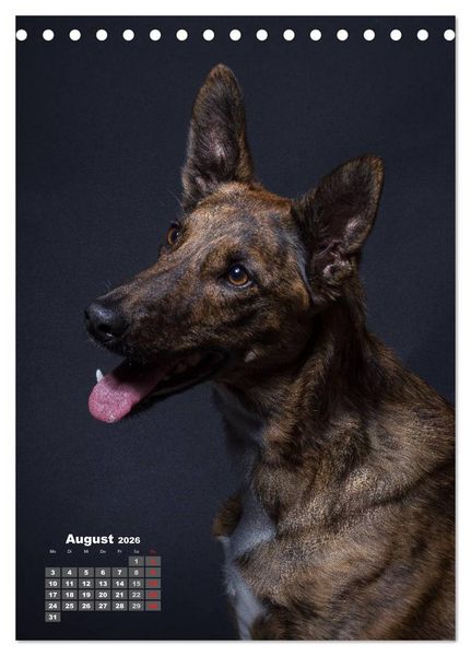 Produktbild: Treue Wegbegleiter, Hunde im Portrait. (Tischkalender 2026 DIN A5 hoch), CALVENDO Monatskalender