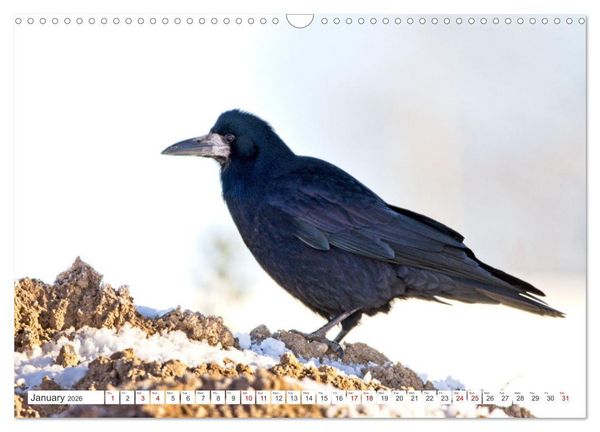 Produktbild: Corvids - Black and Beautiful (Wall Calendar 2026 DIN A3 landscape), CALVENDO 12 Month Wall Calendar