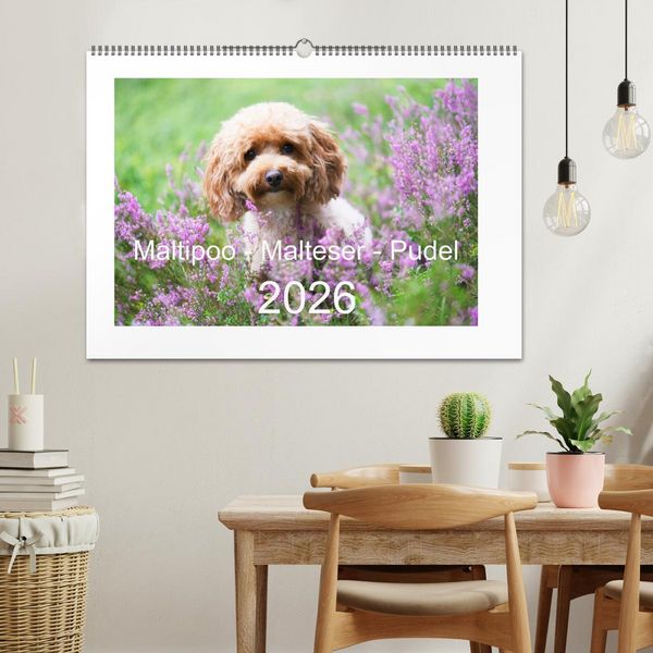 Produktbild: Maltipoo - Malteser -Pudel (Wandkalender 2026 DIN A2 quer), CALVENDO Monatskalender